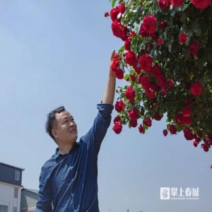 月季育种专家李淑斌：给中国月季装上‘中国芯’