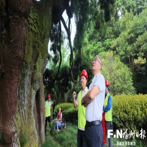 <strong>福州千年古树首次全面体检，告别有病再治</strong>