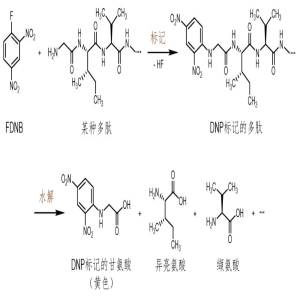 牛胰岛素测序12年：桑格如何一步步破解蛋白质结构