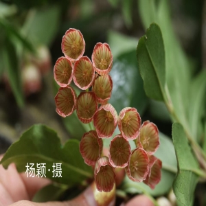 灯笼树会发光吗？揭秘会发光的植物