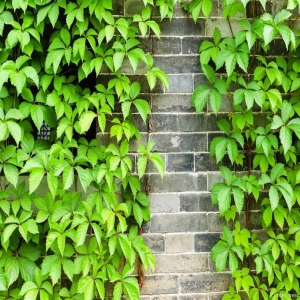 左撇子日科普：牵牛花也有左右手，爬山虎却不分