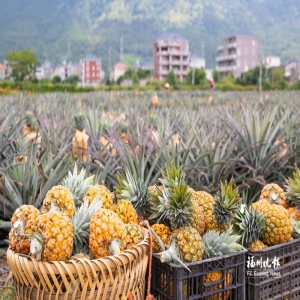 福清芒果凤梨丰收，香甜多汁甜度高达22度