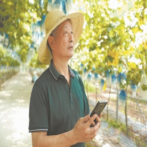 福安葡萄种植用上手机管理，数据驱动亩产增效