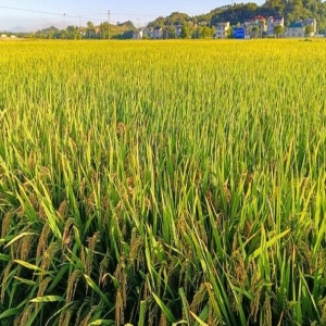 <strong>福建早稻单产全国八连冠</strong>