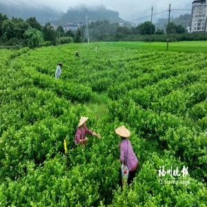 福州茉莉花丰收正当时