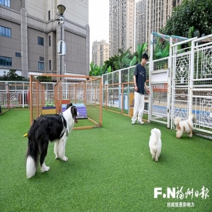 福州养犬新规实施两年，遛狗不拴绳终于有人管了