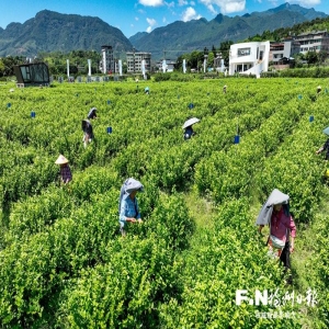 福州茉莉花茶产业产值118亿，获中央2亿补助，花农户