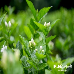福州茉莉花茶文化节开幕！3万平米展区茶香四溢，找货源