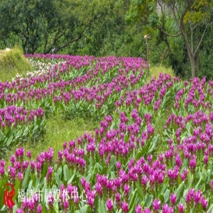 福州福清长乐秋日花海打卡指南 姜荷花向日葵开得正好快