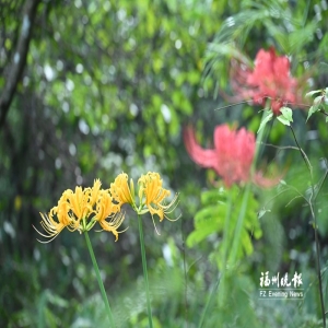 福州鼓山发现野生忽地笑 金黄花朵与彼岸花同框绽放