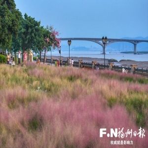 福州中秋去哪玩？马尾东江滨粉黛乱子草正美