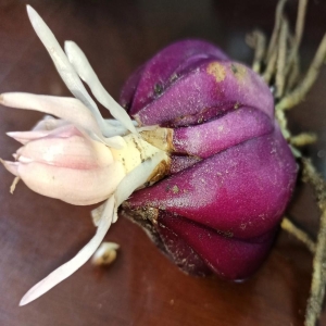 百合种球太慢？新研究破解再生机制，让繁殖按下快进键