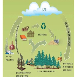 全国首个！森林碳汇损失司法测算标准发布，盗伐非法占地怎么赔？