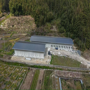 古田凤都库区移民：建菇棚改桃业，拓宽增收渠道