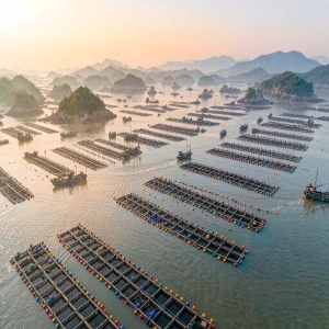 全国每三粒鲍鱼就有一粒来自连江，最难的是养鲍人这一头