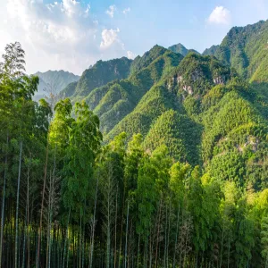 南平以竹代塑这根竹子 是怎么长成五百亿大产业的