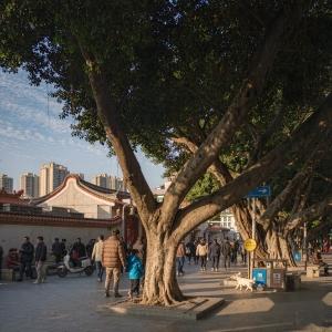 福州12月最高气温或将破纪录
