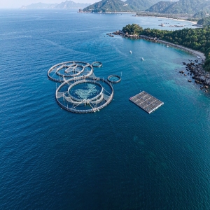 福建海洋渔业：向海图强的蓝色产业链