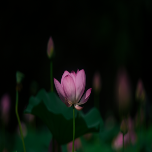 “中国莲乡”江西广昌夜晚花灯璀璨