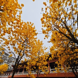 按摩店如雨后春笋般生长在城市街道