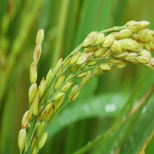 国家粮食和物资储备局:主产区粮食企业累计收购夏粮5547万吨
